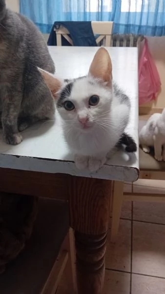 IL DOLCE BIANCO | Foto 1