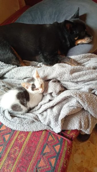 IL DOLCE BIANCO | Foto 0