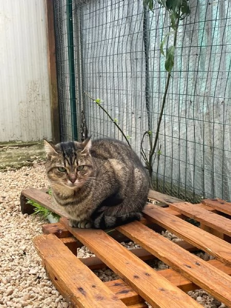 LA DOLCE PRUGNA | Foto 2