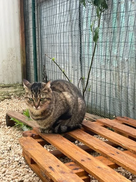 LA DOLCE PRUGNA | Foto 1