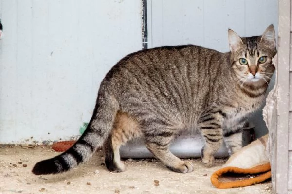 LA DOLCE PRUGNA | Foto 0