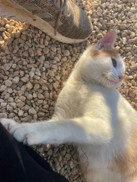 IL TENERO POOH | Foto 6