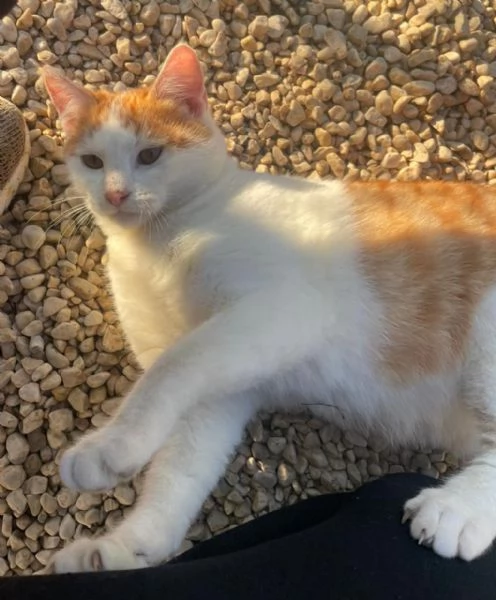 IL TENERO POOH | Foto 4