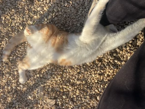 IL TENERO POOH | Foto 2