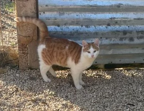 IL TENERO POOH | Foto 1