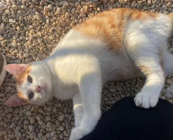 IL TENERO POOH | Foto 0