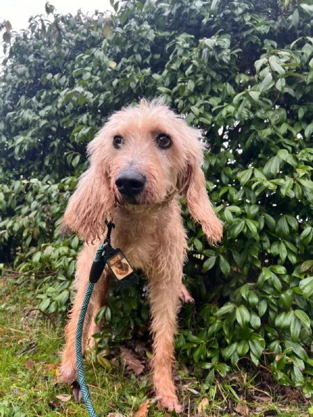 IL DOLCE JERRY | Foto 2