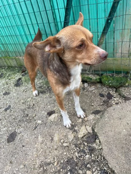 CANGU 9 KILI DI AMORE | Foto 5