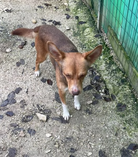 CANGU 9 KILI DI AMORE | Foto 2