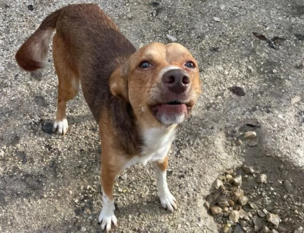 CANGU 9 KILI DI AMORE | Foto 1