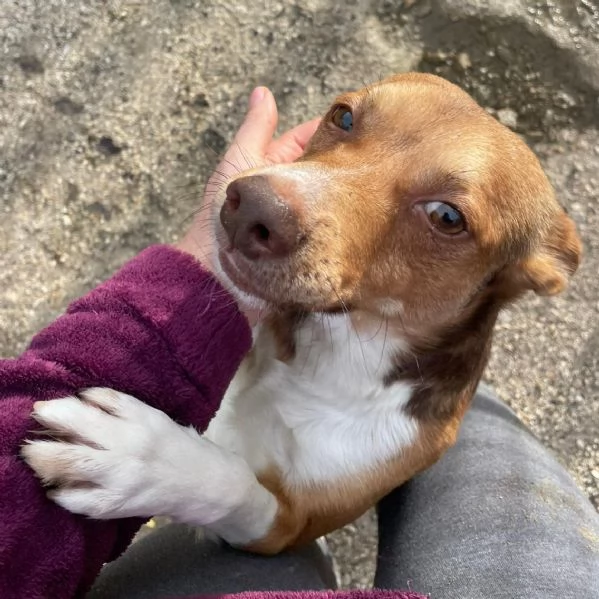 CANGU 9 KILI DI AMORE | Foto 0