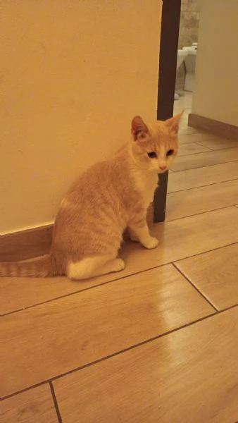 LA BELLISSIMA PIMPI | Foto 5