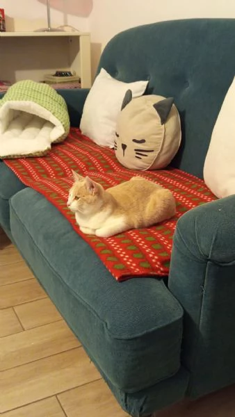 LA BELLISSIMA PIMPI | Foto 4