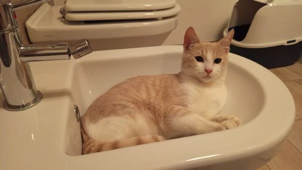 LA BELLISSIMA PIMPI | Foto 3