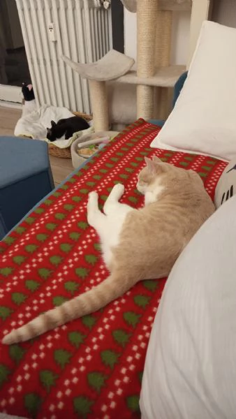 LA BELLISSIMA PIMPI | Foto 2