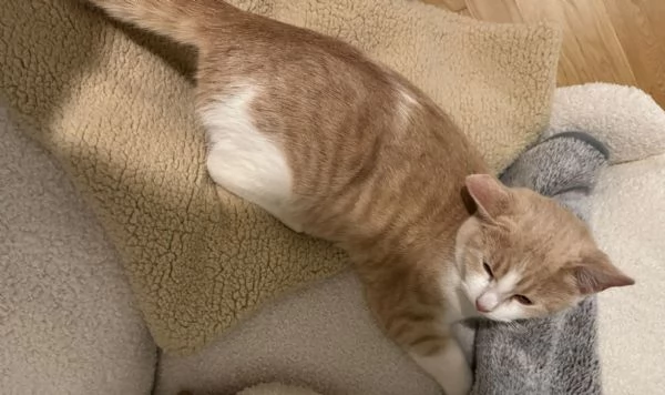 LA BELLISSIMA PIMPI | Foto 0