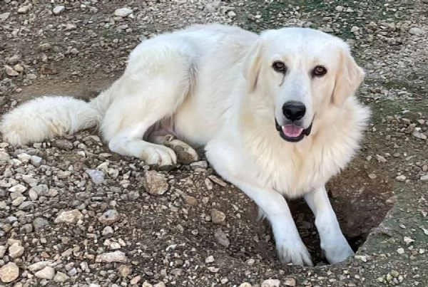 DOLCISSIMO MUSETTO DA AMARE  LUCKY