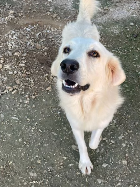 DOLCISSIMO MUSETTO DA AMARE  LUCKY | Foto 2