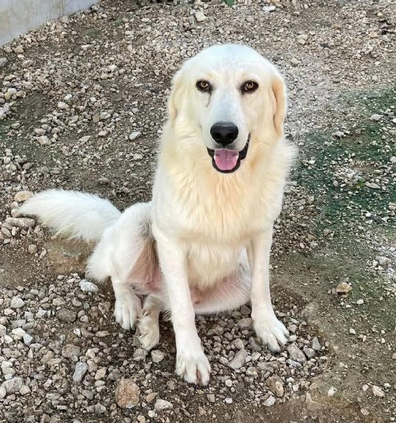 DOLCISSIMO MUSETTO DA AMARE  LUCKY | Foto 0