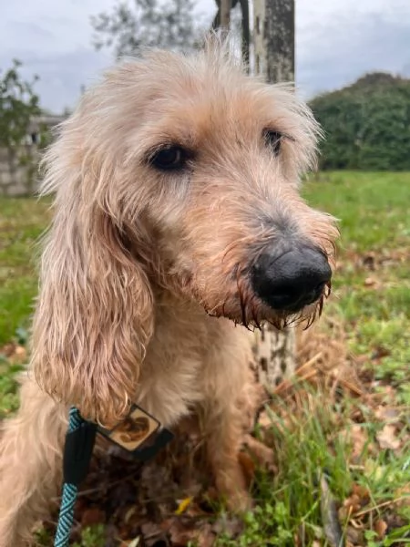 LA SUA PADRONA egrave MORTA AIUTIAMO IL DOLCE JERRY | Foto 3