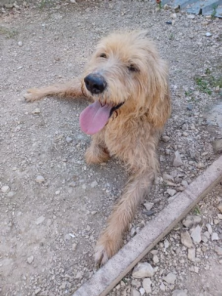 LA SUA PADRONA egrave MORTA AIUTIAMO IL DOLCE JERRY | Foto 1