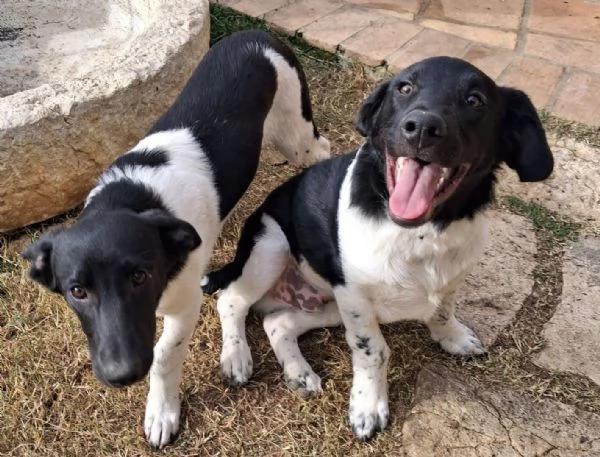 TENERI FRATELLINI DA AMARE | Foto 3