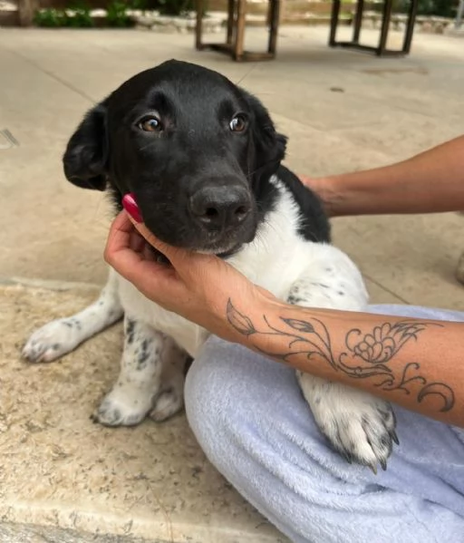 TENERI FRATELLINI DA AMARE | Foto 0