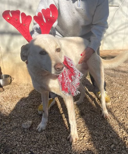 LA TENERISSIMA SUSY | Foto 2