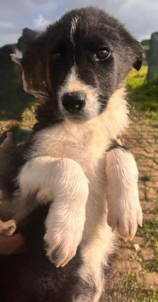 SOS CUCCIOLI | Foto 4