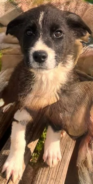 SOS CUCCIOLI | Foto 2