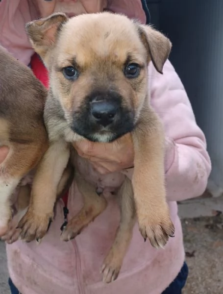 I TENERI MUFFIN E CHOCO | Foto 2