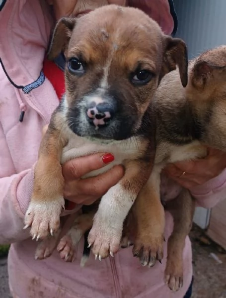 I TENERI MUFFIN E CHOCO | Foto 1