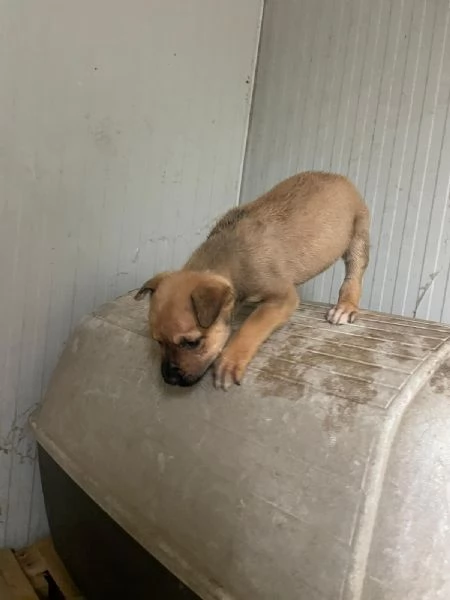 DUE TENERI FRATELLINI  MUFFIN E CHOCO | Foto 4