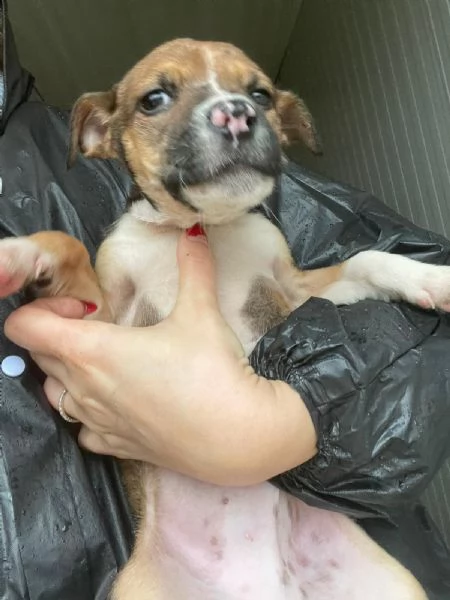 DUE TENERI FRATELLINI  MUFFIN E CHOCO | Foto 0