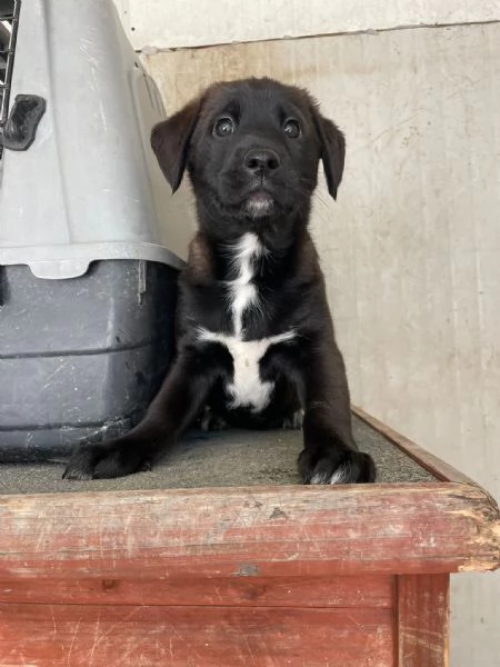 LO SPLENDIDO MAX | Foto 1