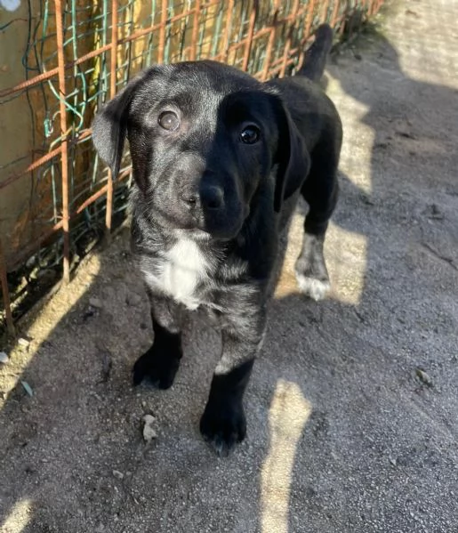 LA DOLCE VITTORIA | Foto 2