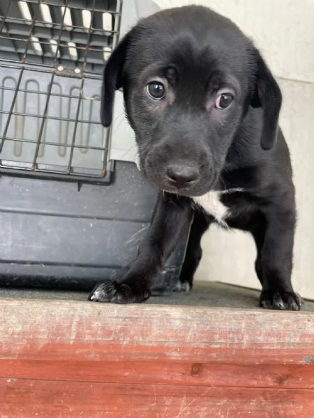 LA DOLCE VITTORIA | Foto 0