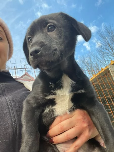 VITTORIA SIMIL LABRADORINA