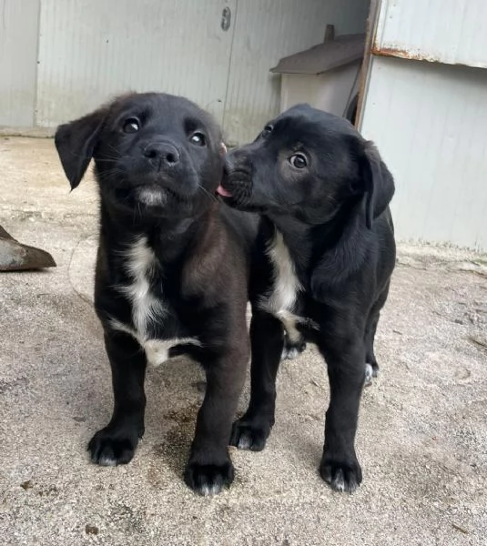 VITTORIA SIMIL LABRADORINA | Foto 3
