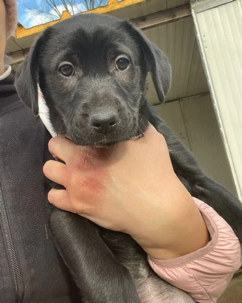 VITTORIA SIMIL LABRADORINA | Foto 0