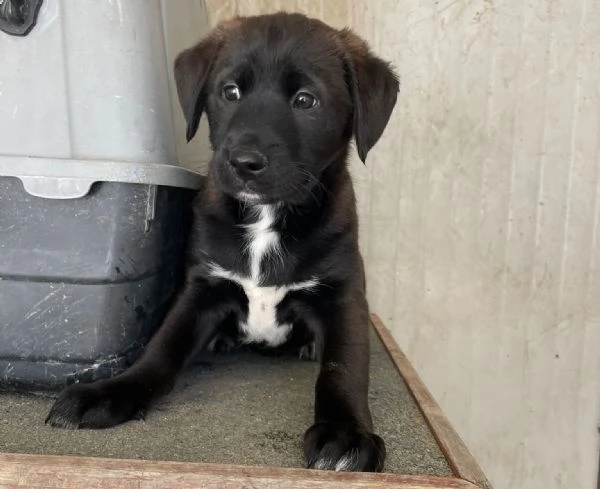 MAX SIMIL LABRADORINO | Foto 5