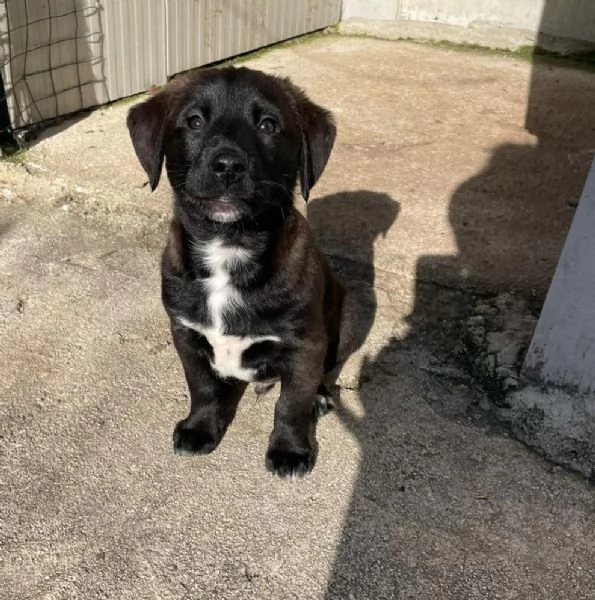 MAX SIMIL LABRADORINO | Foto 4