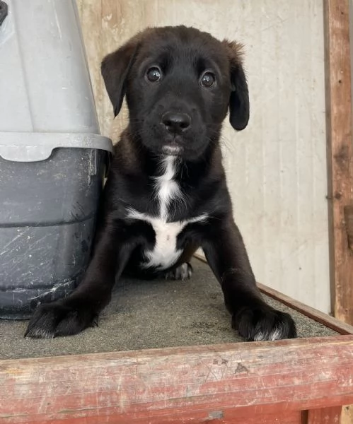 MAX SIMIL LABRADORINO | Foto 3