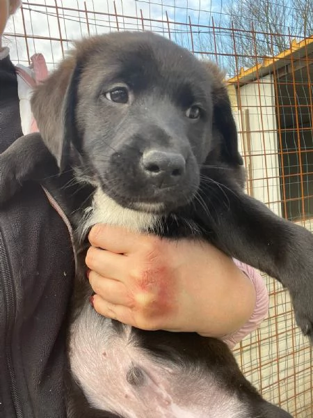 MAX SIMIL LABRADORINO | Foto 2