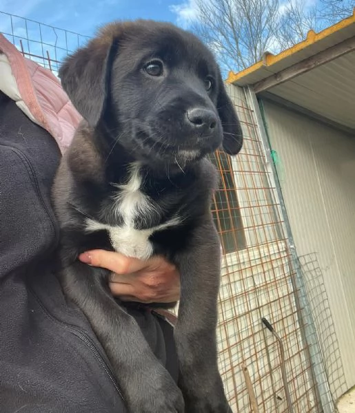 MAX SIMIL LABRADORINO | Foto 0