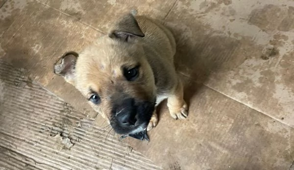 IL SIMPATICO E TENERO MUFFIN MIX AMSTAFF | Foto 4