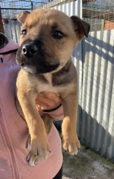 IL SIMPATICO E TENERO MUFFIN MIX AMSTAFF | Foto 3