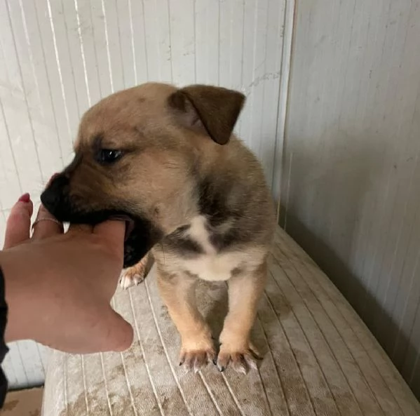 IL SIMPATICO E TENERO MUFFIN MIX AMSTAFF | Foto 2