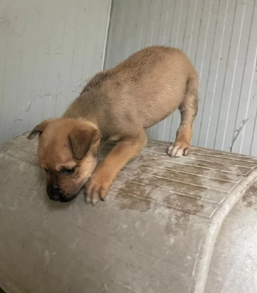 IL SIMPATICO E TENERO MUFFIN MIX AMSTAFF | Foto 1