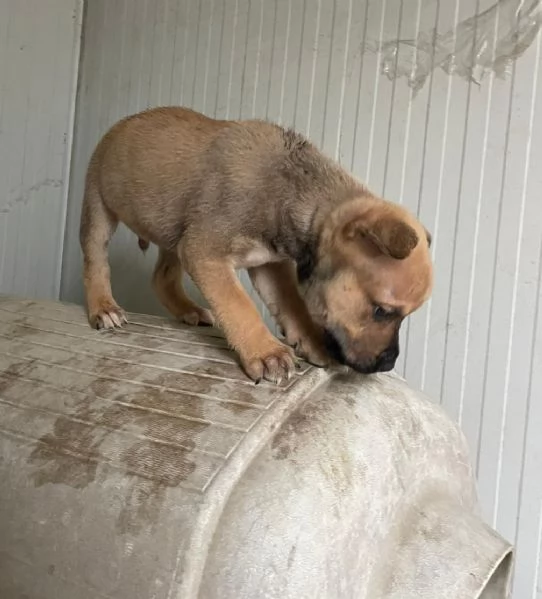 IL SIMPATICO E TENERO MUFFIN MIX AMSTAFF | Foto 0